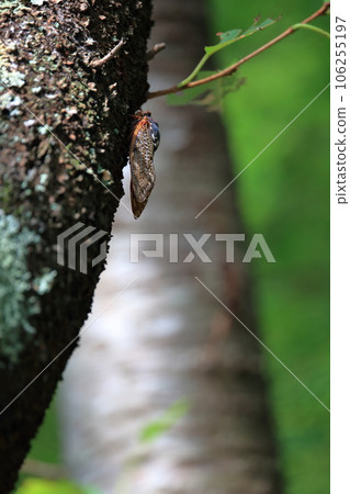 蟬棲息在樹乾和綠葉美麗的森林上 106255197