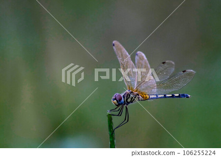 Beautiful color side of Dragonfly Close up macro small insect animal on plant long tail translucent wings wildlife in summer environment nature field over blur green background 106255224