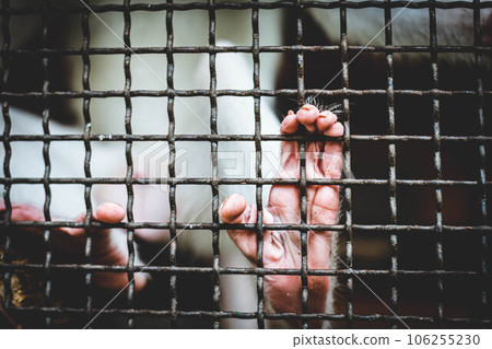 Yearning for Freedom Yearning for Freedom 106255230
