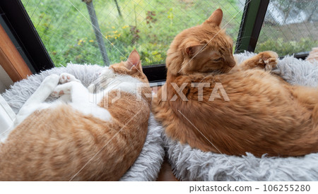 兩隻貓放鬆 兩隻貓放鬆 106255280