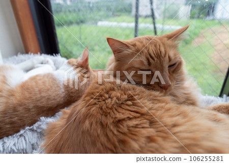 兩隻貓放鬆 兩隻貓放鬆 106255281