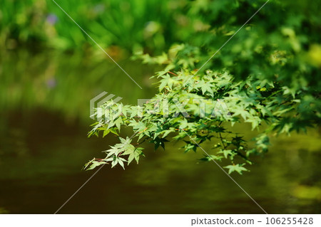 Fresh green of Choshugakuji 106255428