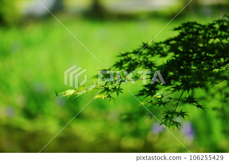 Fresh green of Choshugakuji 106255429