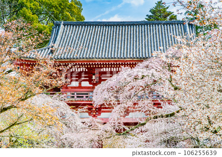 Kyoto Daigoji Temple with cherry blossoms in full bloom ~Nishidaimon~ 106255639