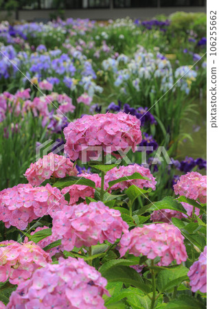 盛開的鳶尾花和繡球花 太宰府天滿宮 106255662