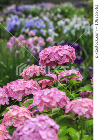 盛開的鳶尾花和繡球花 太宰府天滿宮 106255663