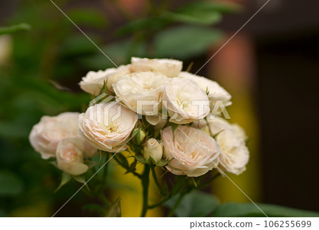 Blooming white roses bush in morning garden. Fresh white flowers blossom in green leaves. natural white roses buds swaying in spring wind in sun light. beautiful fragrant backdrop 106255699