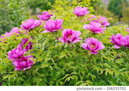 Burgundy large tree peony. Pink Flower of Tree Peony Blooming in the garden. Beautiful Petals of Paeonia sect. 106255702
