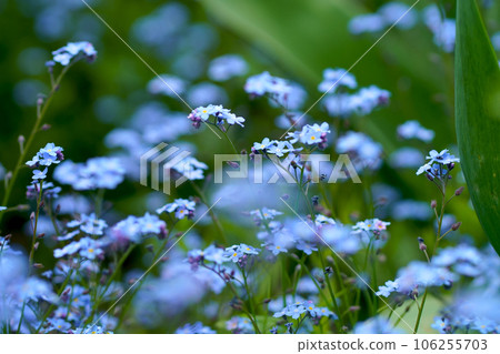 Beautiful delicate small forget me not flowers on a green background slow motion close up view 106255703