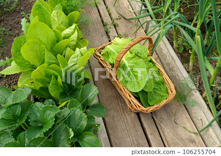 growing lettuce leaves in a greenhouse. Growing green salads and vegetables in a greenhouse. Hydroponics grows in a greenhouse. The cuts green lettuce leaves in a basket 106255704