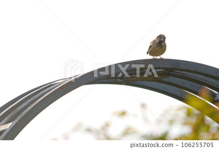 sparrow sits on the fence. Sparrow. A small bird sits and chirps on a metal fence. Natural landscape on a sunny summer day in a natural environment. sparrow sits on the fence. Sparrow. A small bird sits and chirps on a metal fence. Natural landscape on a sunny summer day in a natural environment. 106255705
