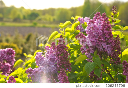 Lilac flowers branch. Floral background natural spring. Blossoming lilac flower bud. spring time color. Beautiful purple petal plant. Botanical flora Aesthetic mood Summer garden Pink liliac Lilac flowers branch. Floral background natural spring. Blossoming lilac flower bud. spring time color. Beautiful purple petal plant. Botanical flora Aesthetic mood Summer garden Pink liliac 106255706