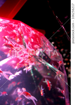 Goldfish swimming in the aquarium Goldfish swimming in the aquarium 106256217