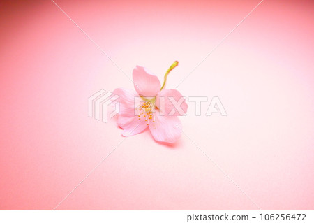 Cherry blossoms in full bloom, cherry blossoms, cherry blossoms, cherry blossoms, petals, someiyoshino Cherry blossoms in full bloom, cherry blossoms, cherry blossoms, cherry blossoms, petals, someiyoshino 106256472