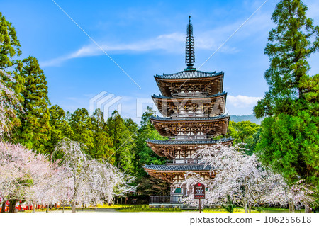Daigoji Temple in Kyoto in full bloom of cherry blossoms ~Five-storied pagoda~ 106256618