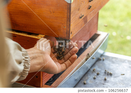 Beekeeper works with bees 106256637