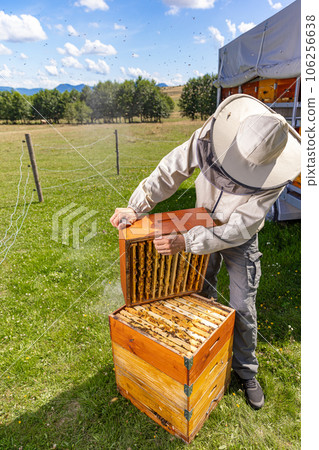 Beekeeper holding the beehive frame Beekeeper holding the beehive frame 106256638