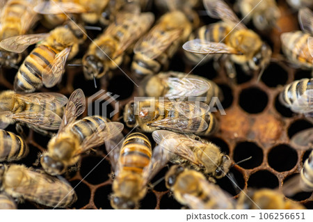 Bee hive with honey combs Bee hive with honey combs 106256651