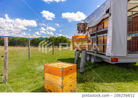 Beekeeper carrying honeycomb crate at apiary 106256652