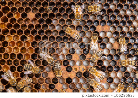 Background of bee honeycombs with larvae Background of bee honeycombs with larvae 106256653