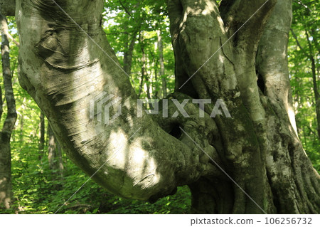 Candlestick Large deformed beech tree Candlestick Large deformed beech tree 106256732