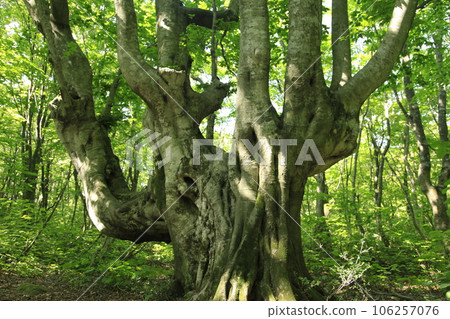 Candlestick Large deformed beech tree 106257076