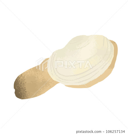Watercolor illustration of clams Watercolor illustration of clams 106257134