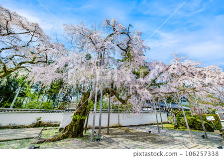 Kyoto Daigoji Temple in full bloom of cherry blossoms ~ Taiko weeping cherry blossoms ~ Kyoto Daigoji Temple in full bloom of cherry blossoms ~ Taiko weeping cherry blossoms ~ 106257338