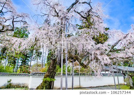 櫻花盛開的京都醍醐寺～太鼓垂枝櫻花～ 106257344