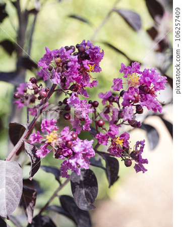 pink Lagerstroemia with purple leaf pink Lagerstroemia with purple leaf 106257409