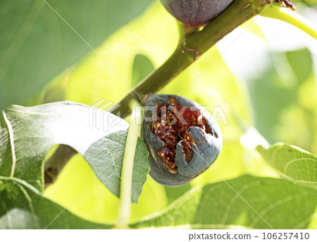 purple figs on a branch purple figs on a branch 106257410