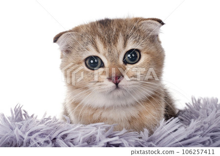scottish fold kitten in studio scottish fold kitten in studio 106257411