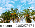 A tropical palm tree that shines in the blue sky Copy space 106257474