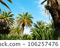 Tropical jungle with palm trees 106257476