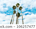 Palm trees shining in the blue sky/tropical image 106257477