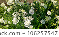 Orlea (Orlaya) 01 106257547