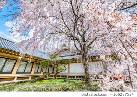櫻花盛開的京都醍醐寺～靈寶館的垂枝櫻花～ 106257554