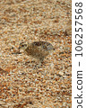 Thunder bird 106257568