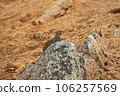 Thunder bird 106257569