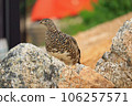 Thunder bird 106257571