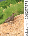 Thunder bird 106257573