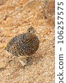 Thunder bird 106257575