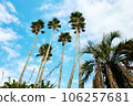 Palm trees shining in the blue sky/tropical image 106257681