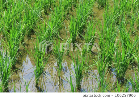 Rice planting 106257906