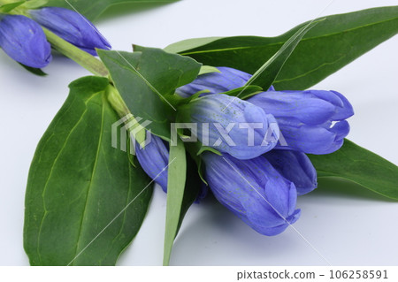 躺在白色背景上的犀牛花 躺在白色背景上的犀牛花 106258591
