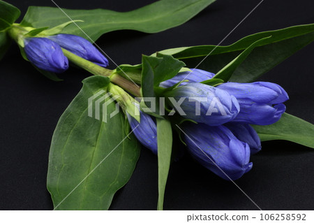 躺在黑色背景上的犀牛花 躺在黑色背景上的犀牛花 106258592