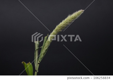 The ear of green foxtail, a horticultural species, on a black background 106258834