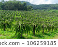 kenny dragon fruit tree farm at Thailand country landscape 106259185