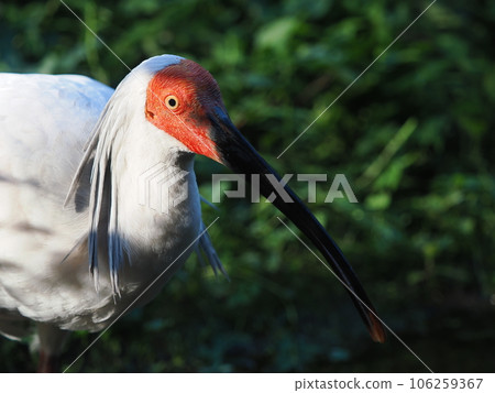 佐渡島朱鹮 106259367