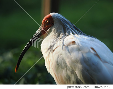 佐渡島朱鹮 106259369